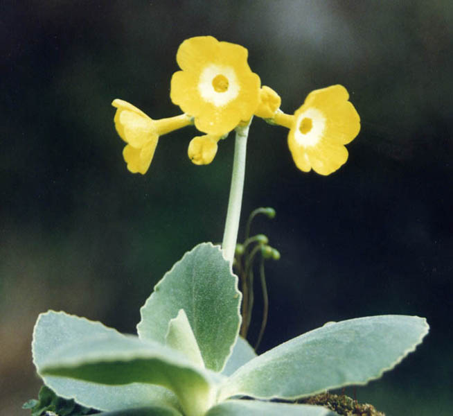 Primula auricula photo